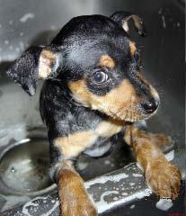 Miniature Pinscher Pup